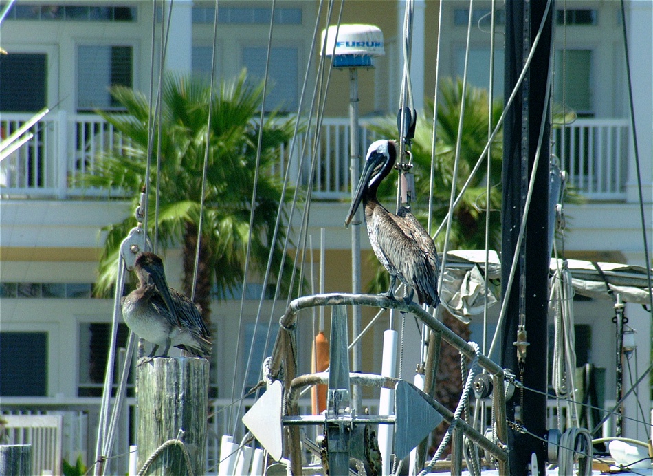 (10) Dscf1823 (brown pelicans).jpg   (950x692)   313 Kb                                    Click to display next picture